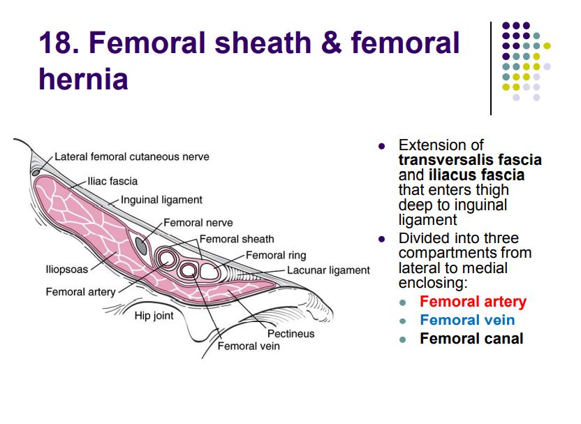 Regional anatomy diagram