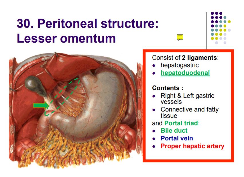 Regional anatomy diagram
