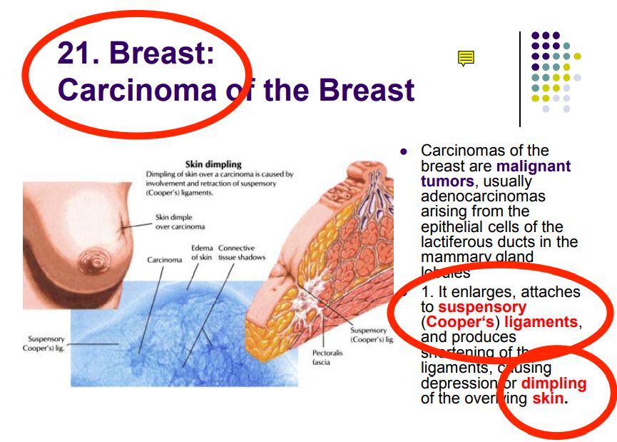 Regional anatomy diagram