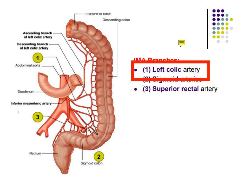 Regional anatomy diagram