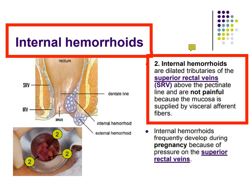 Regional anatomy diagram