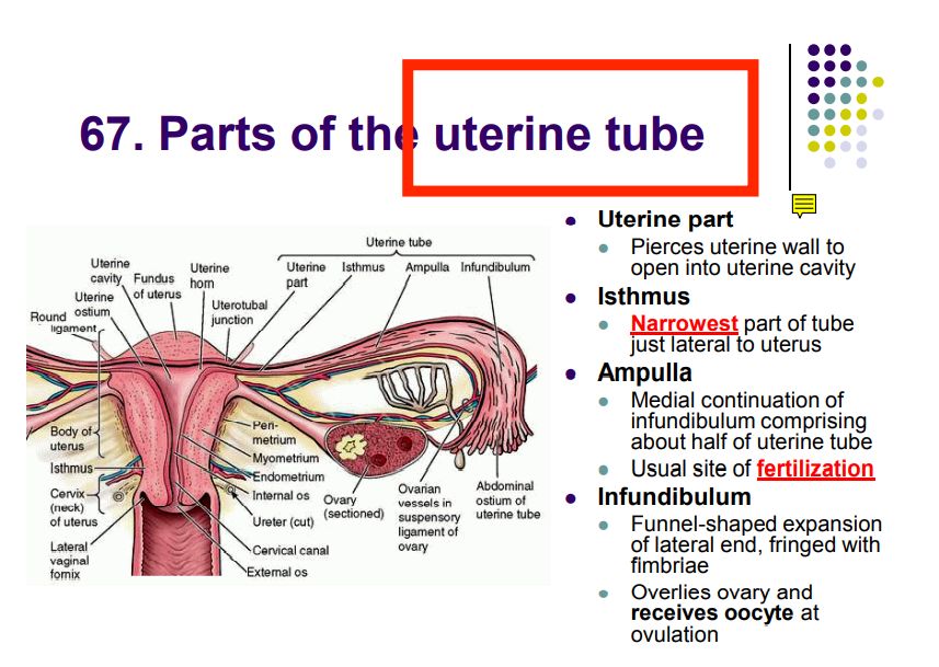 Regional anatomy diagram