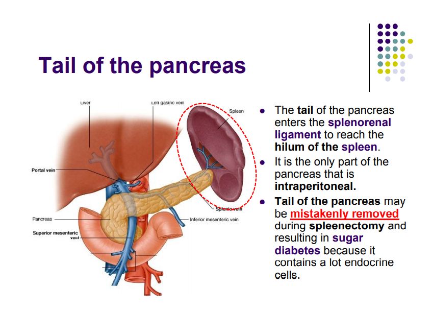 Regional anatomy diagram