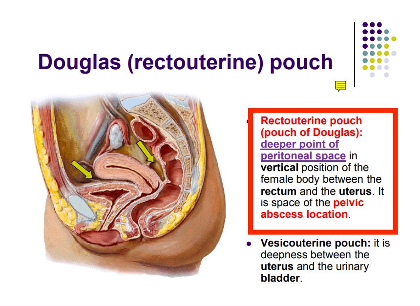 Regional anatomy diagram
