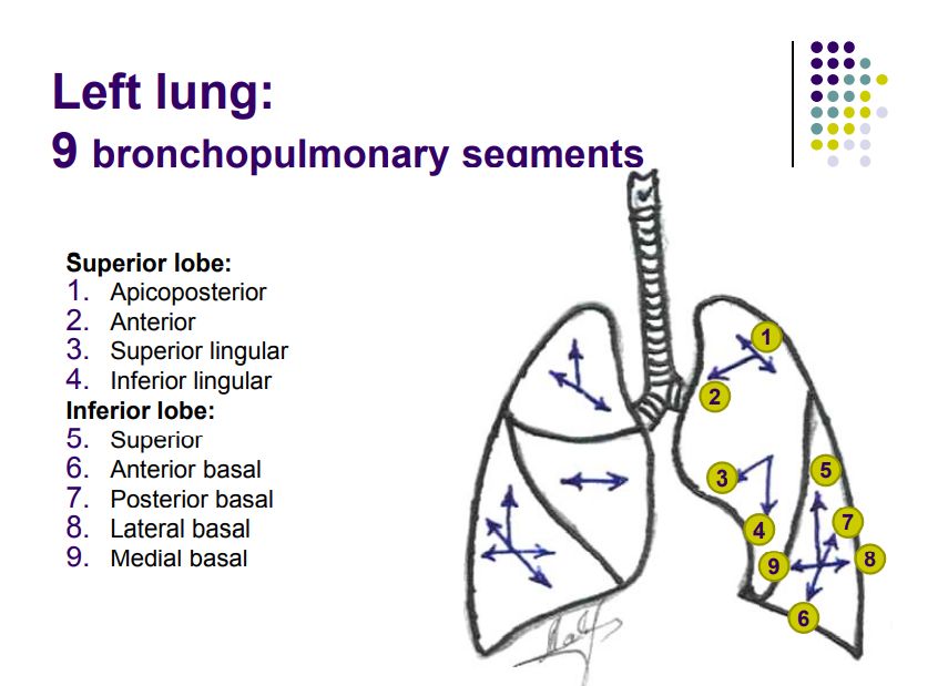 Regional anatomy diagram