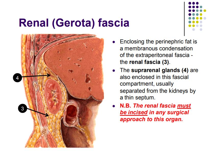 Regional anatomy diagram