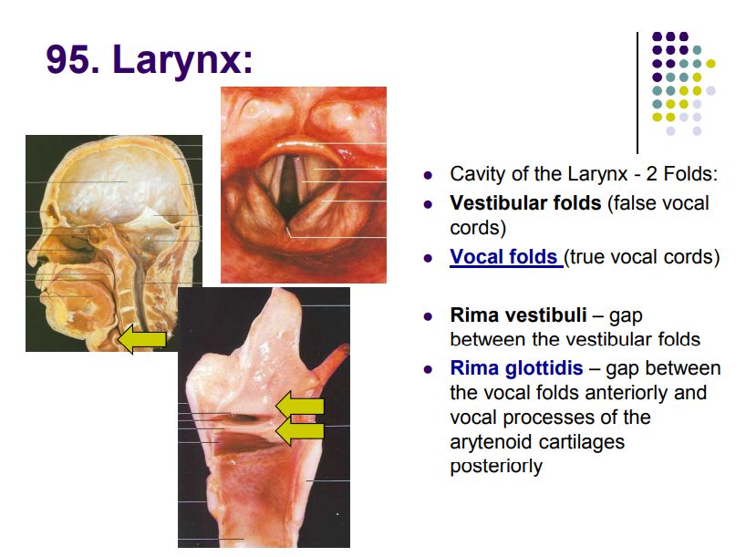 Regional anatomy diagram