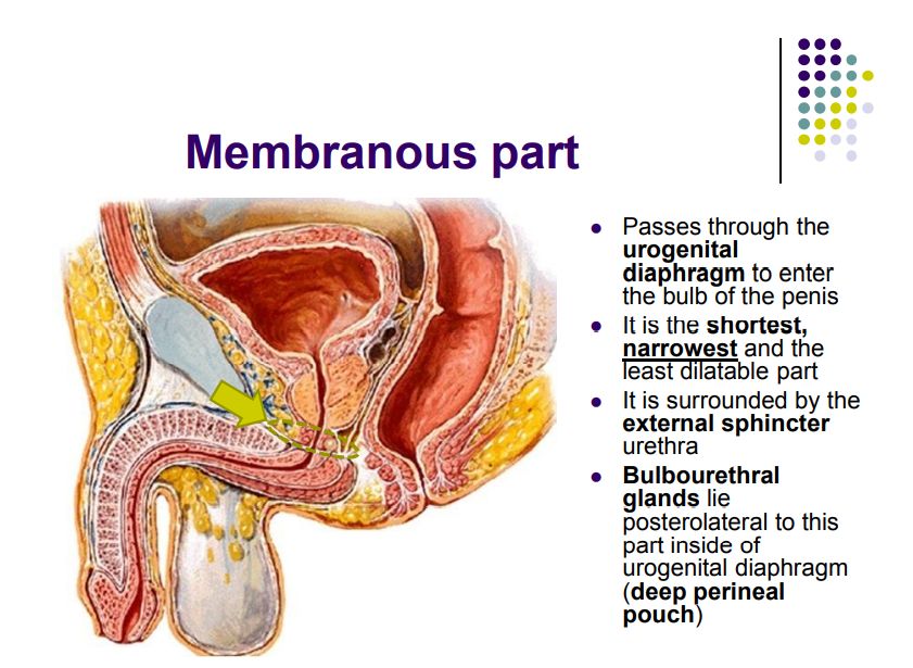 Regional anatomy diagram