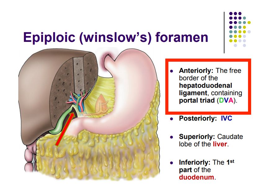 Regional anatomy diagram